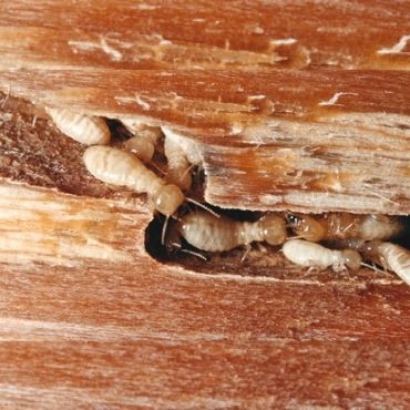 Tratamiento de maderas, problemas con carcoma y termitas – Lavisane